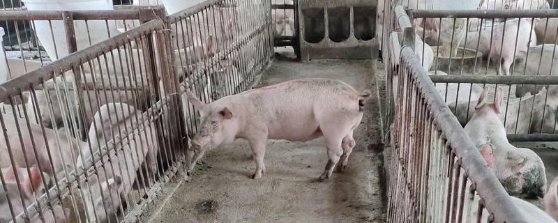 小猪脱肛的原因，阴道炎和尿道炎均会导致