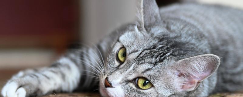 什么是猫蠕形螨，是寄生在猫身上的一种螨虫