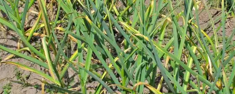 韭菜烂叶的原因，可能是得了灰霉病、疫病等