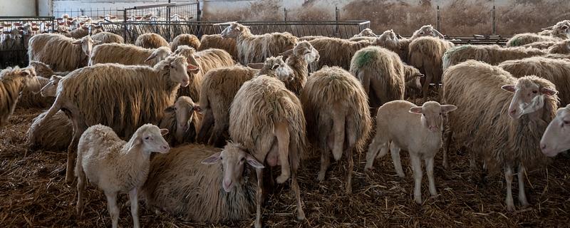 圈养羊为什么不大量喂青草，青草中的营养物质比较单一