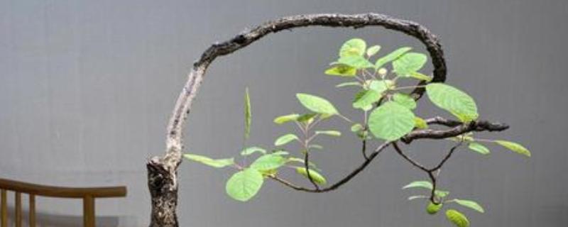 黄栌盆景一年摘叶多少次，一年摘叶1-2次