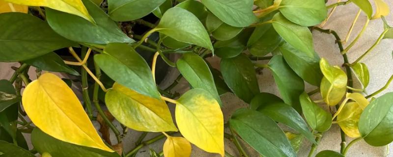 绿萝掉叶子的原因，可能是光照不适所致