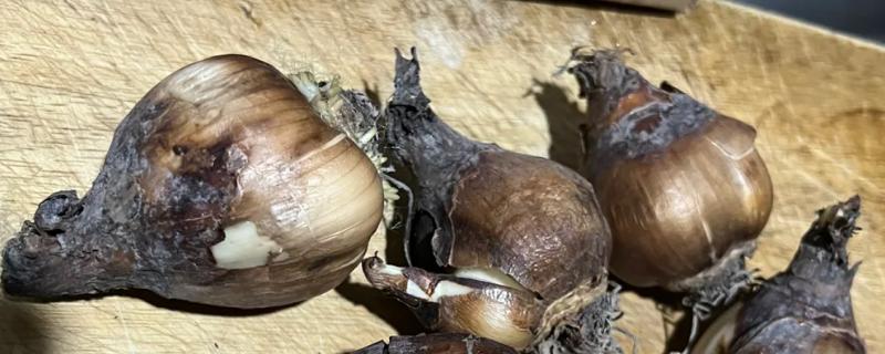 水仙开花后怎么留到明年，花期结束后修剪掉残花和枝叶