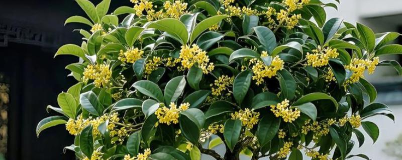 桂花不开花的原因分析，可能是花期未到所致