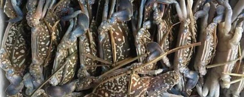 海蟹的品种介绍，常见的有花蟹、青蟹等