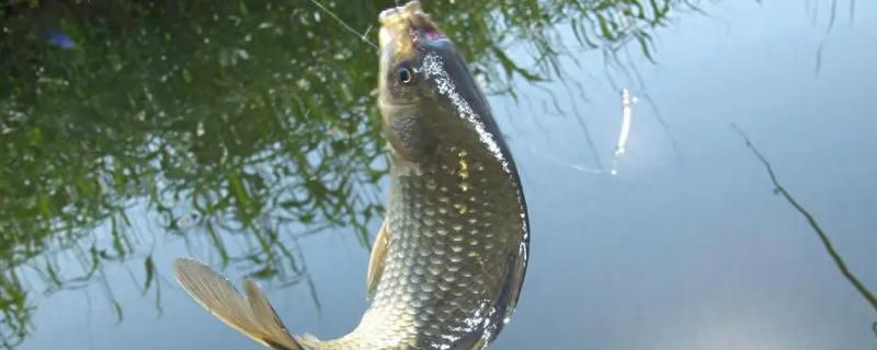 冬天东风适不适合钓鲫鱼，是最不活跃的季节