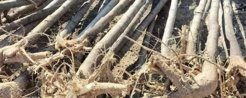 香花槐的枝条如何扦插，选择木质化硬枝作为插条