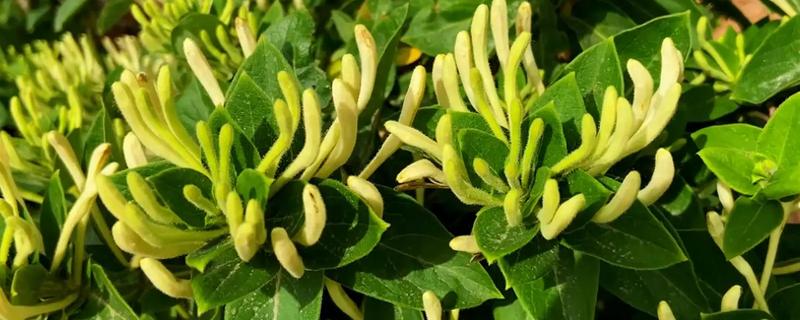 金银花产自哪里，产自中国的山东、陕西、河南等