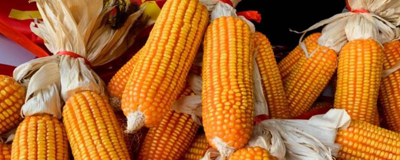 农民买玉米种子的误区，主要有以下4点