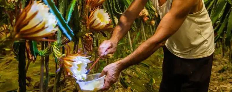 火龙果如何人工授粉，早晚都可以进行