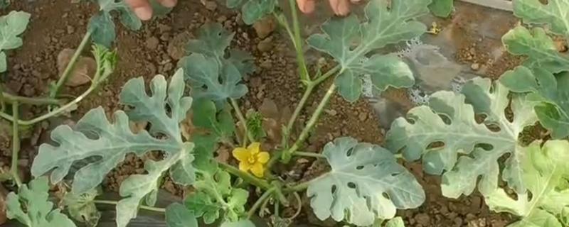 西瓜如何剪枝，顶部生长出的嫩芽和嫩叶都要剪去