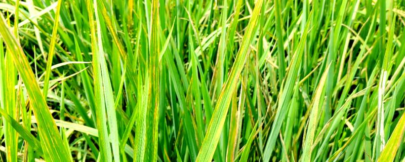 水稻细条病介绍，主要危害水稻的叶片