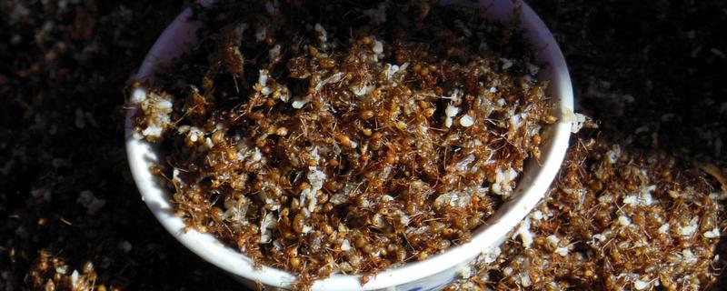 菜籽油渣做肥料还要发酵吗，需要进行发酵