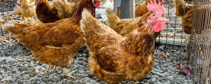 小鸡生病了怎么处理，根据病情对症治疗