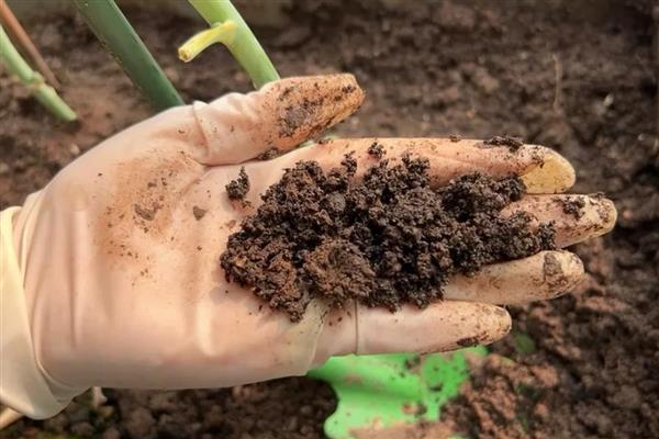 空心菜籽如何催芽，首先要用温水浸泡1-2天