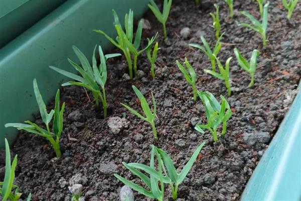 空心菜籽如何催芽，首先要用温水浸泡1-2天