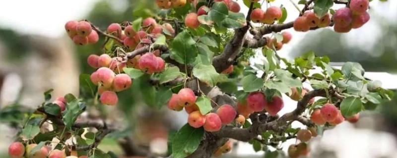 怎么修剪冬红海棠，不同生长阶段的修剪方法不同