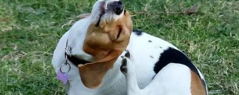 狗身上有跳蚤如何处理，使用体外驱虫药有疗效