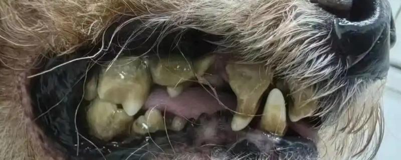 狗狗牙齿结石的原因，长期没有清洁处理所致
