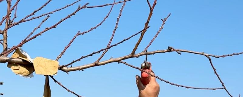 黄桃树什么时候剪枝，可以冬季剪枝