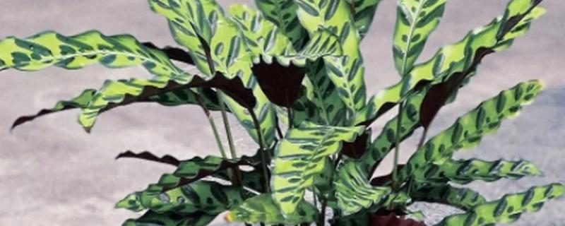 猫眼竹芋为什么不长新叶，可能是光照不足所致