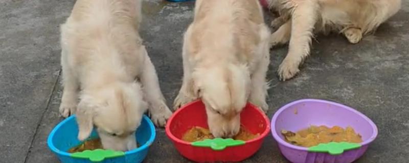 狗为什么一直吃不胖，可能是寄生虫太多所致