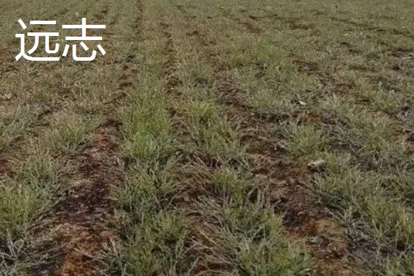 适合种植的中药材，推荐远志、竹节森等