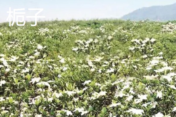 适合种植的中药材，推荐远志、竹节森等