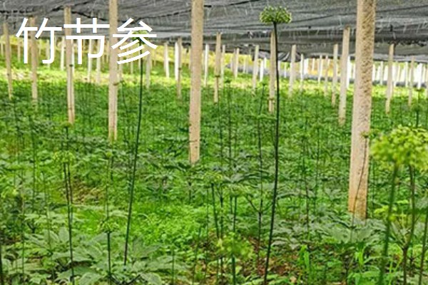 适合种植的中药材，推荐远志、竹节森等