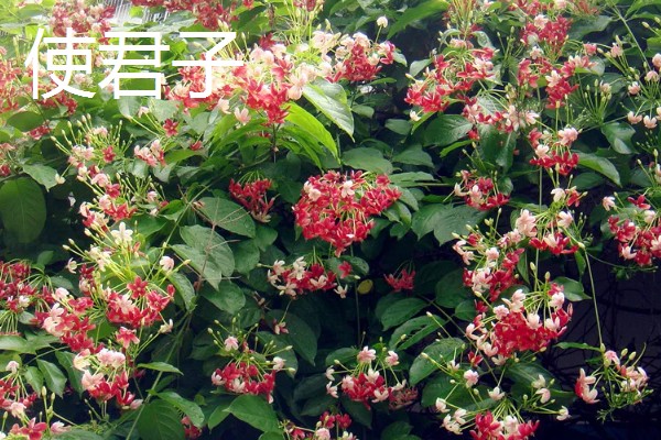 适合种植的中药材，推荐远志、竹节森等