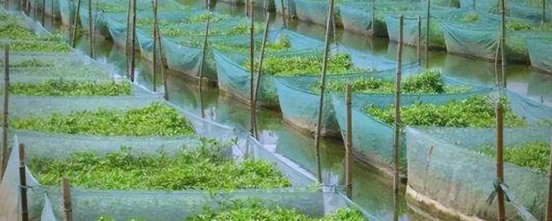 适合农村养殖的项目，黄鳝、香鹑雁等动物值得考虑