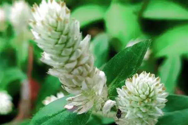 银花苋的俗名，俗称鸡冠千日红、假千日红等