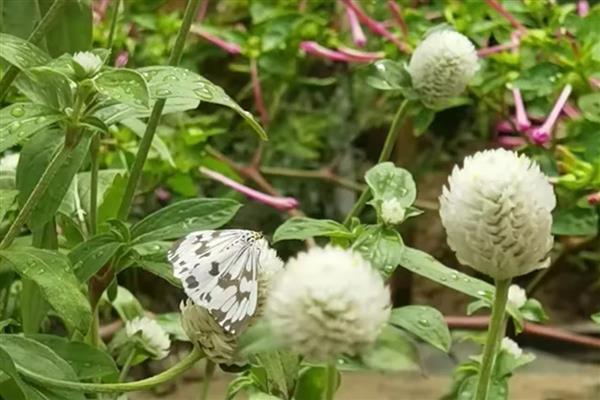 银花苋的俗名，俗称鸡冠千日红、假千日红等