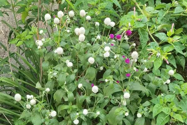 银花苋的俗名，俗称鸡冠千日红、假千日红等