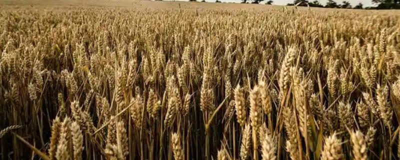 芒种又叫忙种吗，芒种又叫忙种