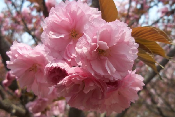 樱花什么时候开，一般在4月开花