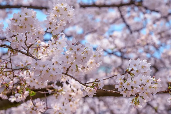 樱花什么时候开，一般在4月开花