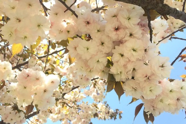 樱花什么时候开，一般在4月开花