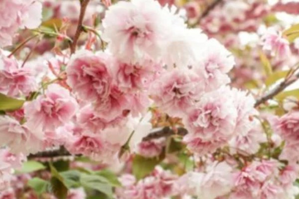 樱花什么时候开，一般在4月开花