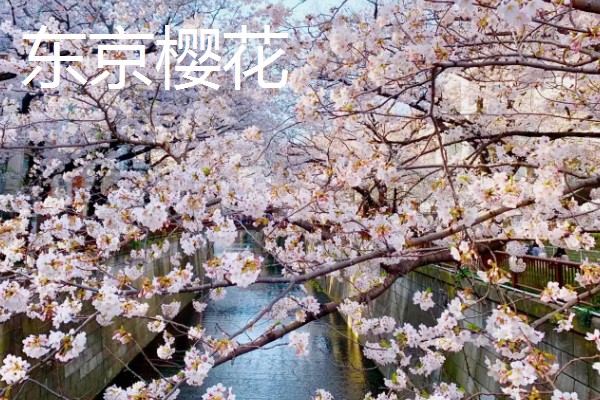 樱花什么时候开，一般在4月开花