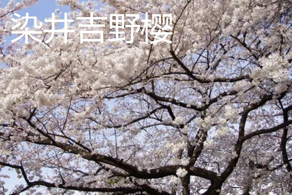 樱花什么时候开，一般在4月开花