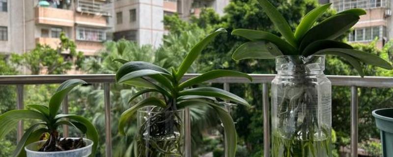 兰花能水培吗,兰花能水培