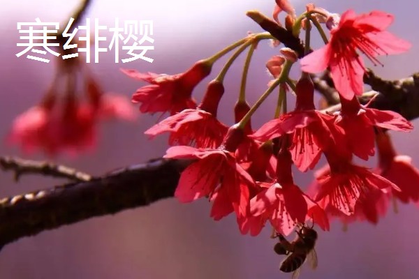 樱花什么时候开，一般在4月开花