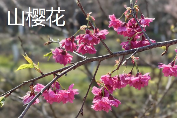 樱花什么时候开，一般在4月开花