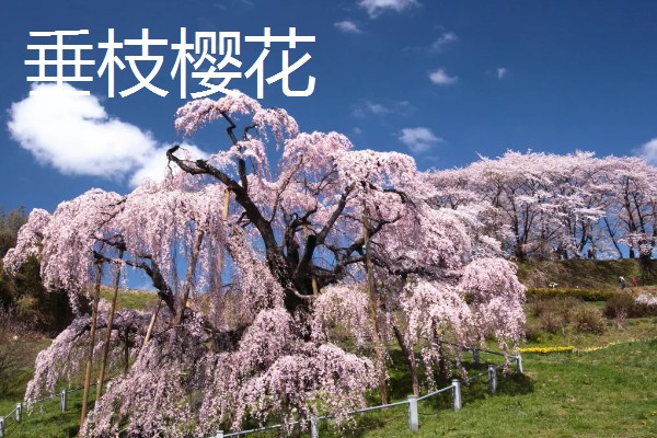 樱花什么时候开，一般在4月开花