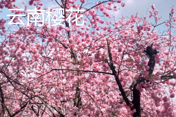 樱花什么时候开，一般在4月开花