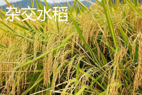 杂交水稻和普通水稻的区别,性质和谷壳厚度均不同