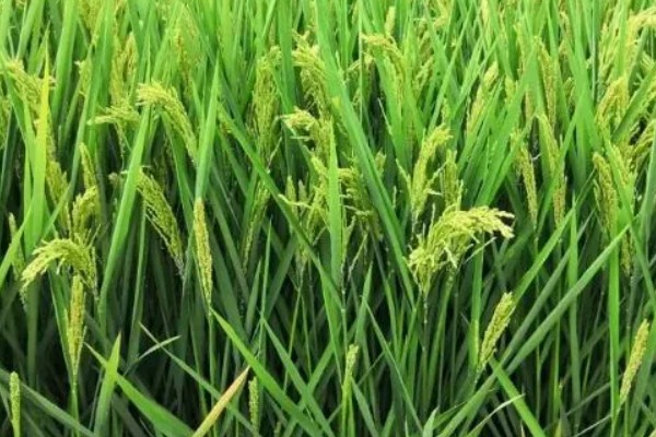 杂交水稻和普通水稻的区别,性质和谷壳厚度均不同