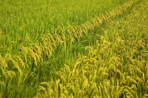 杂交水稻和普通水稻的区别,性质和谷壳厚度均不同