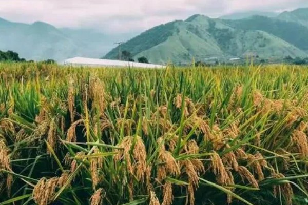 杂交水稻和普通水稻的区别,性质和谷壳厚度均不同